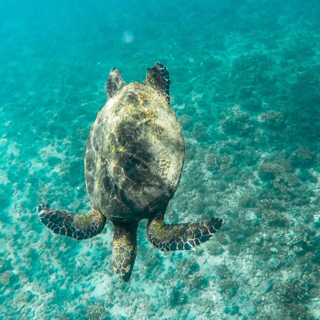 Tortuga Marina